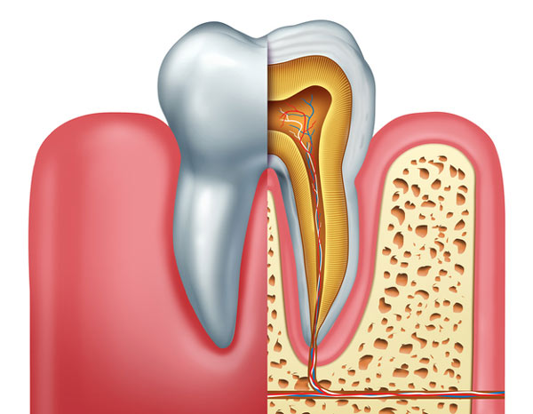 Diagram of tooth showing tooth root